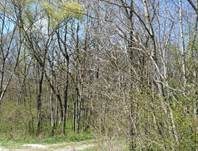 Morchelbecherling, Foto 25