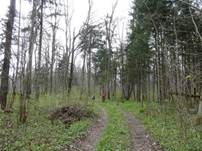 Morchelbecherling, Foto 26
