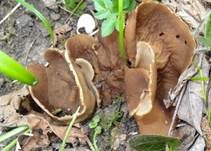 Morchelbecherling, Foto 30