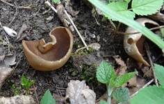Morchelbecherling, Foto 31