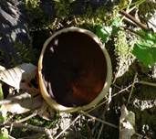 Morchelbecherling, Foto 33