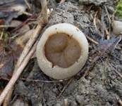 Morchelbecherling, Foto 36