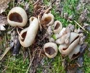 Morchelbecherling, Foto 37