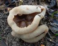 Morchelbecherling, Foto 38