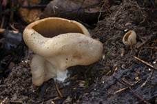 Morchelbecherling, Foto 6