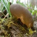 Morchelbecherling, Foto 42