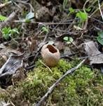 Morchelbecherling, Foto 47