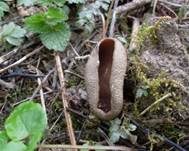 Morchelbecherling, Foto 48