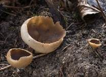 Morchelbecherling, Foto 54
