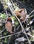 Morchelbecherling, Foto 61