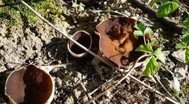 Morchelbecherling, Foto 8