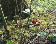 Morchelbecherling, Foto 62