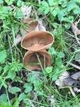 Morchelbecherling, Foto 63