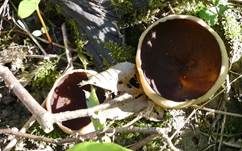 Morchelbecherling, Foto 10