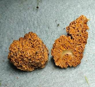 Morcheltrüffel, Foto 2