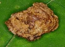 Morcheltrüffel, Foto 11