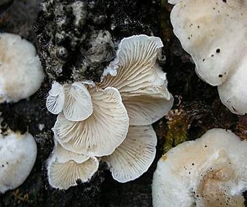 Blassblättriger Räsling, Foto 2