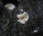 Blassblättriger Räsling, Foto 6