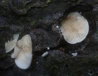 Blassblättriger Räsling, Foto 7