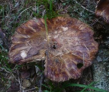 Morsetäubling, Foto 3