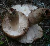 Morsetäubling, Foto 13