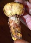 Morsetäubling, Foto 8