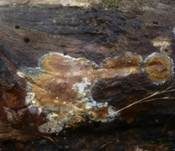 Mottenkugelpilz, Foto 12