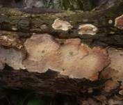 Mottenkugelpilz, Foto 13