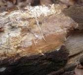 Mottenkugelpilz, Foto 16