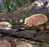 Mottenkugelpilz, Foto 17