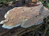Mottenkugelpilz, Foto 19