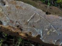 Mottenkugelpilz, Foto 20