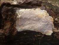 Mottenkugelpilz, Foto 24