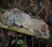 Mottenkugelpilz, Foto 25