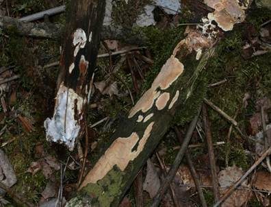 Mottenkugelpilz, Foto 5
