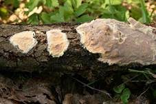 Mottenkugelpilz, Foto 6
