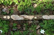 Mottenkugelpilz, Foto 9