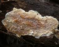 Mottenkugelpilz, Foto 11