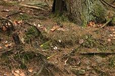 Muschelkernpilz, Foto 12