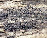 Muschelkernpilz, Foto 6