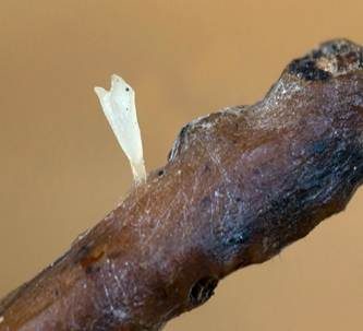 Mützenförmiger Schüsselschwindling, Foto 6