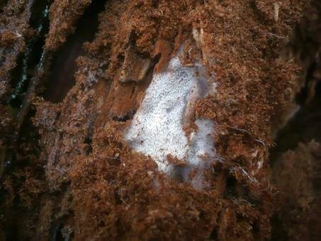 Mykorrhiza-Byssusporling, Foto 2