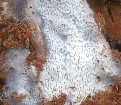 Mykorrhiza-Byssusporling, Foto 3