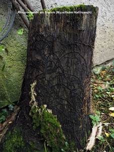 Myzelfäden Hallimasch, Foto 4
