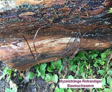 Myzelfäden, Foto 6
