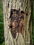 Myzelfäden, Foto 7
