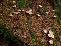 Nadel-Stinkschwindling, Foto 13