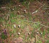 Nadel-Stinkschwindling, Foto 19