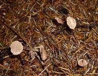 Nadel-Stinkschwindling, Foto 20