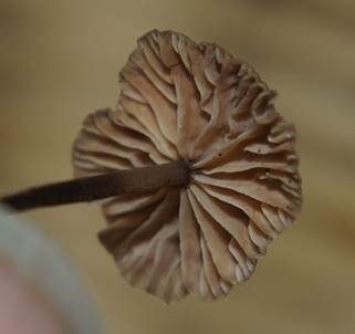 Nadel-Stinkschwindling, Foto 4